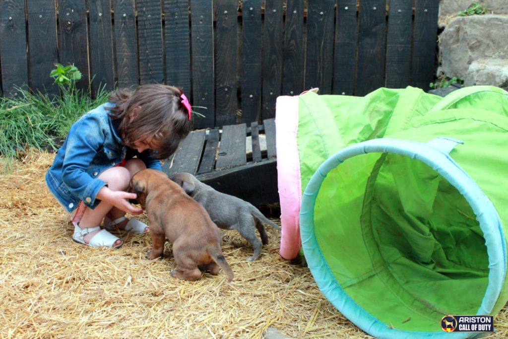 socialización del Cachorro Cane Corso