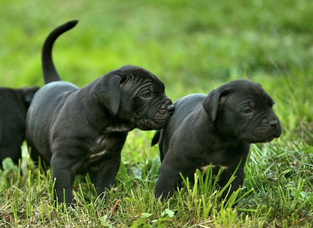 cachorro de cane corso