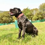 Cane Corso italiano negro