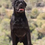 Cane Corso italiano negro
