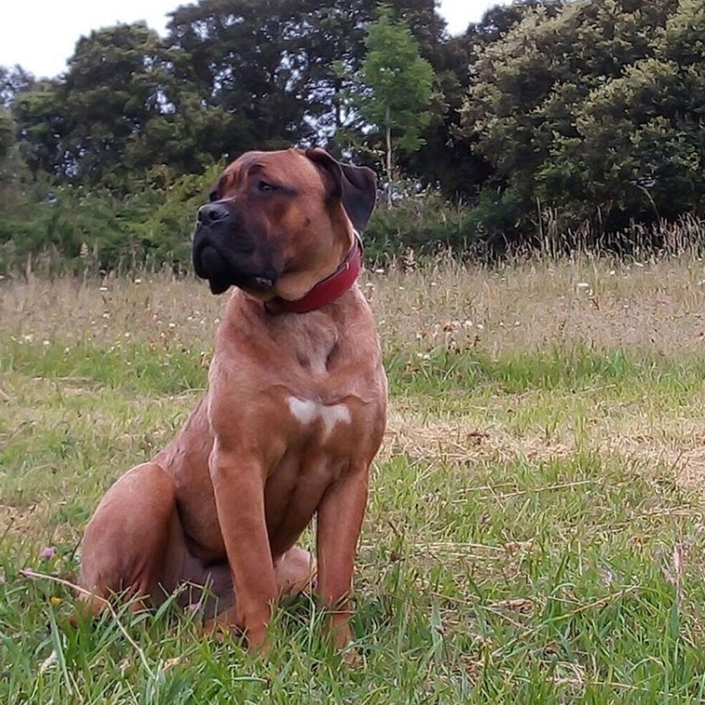 Bala hembra cane corso italiano