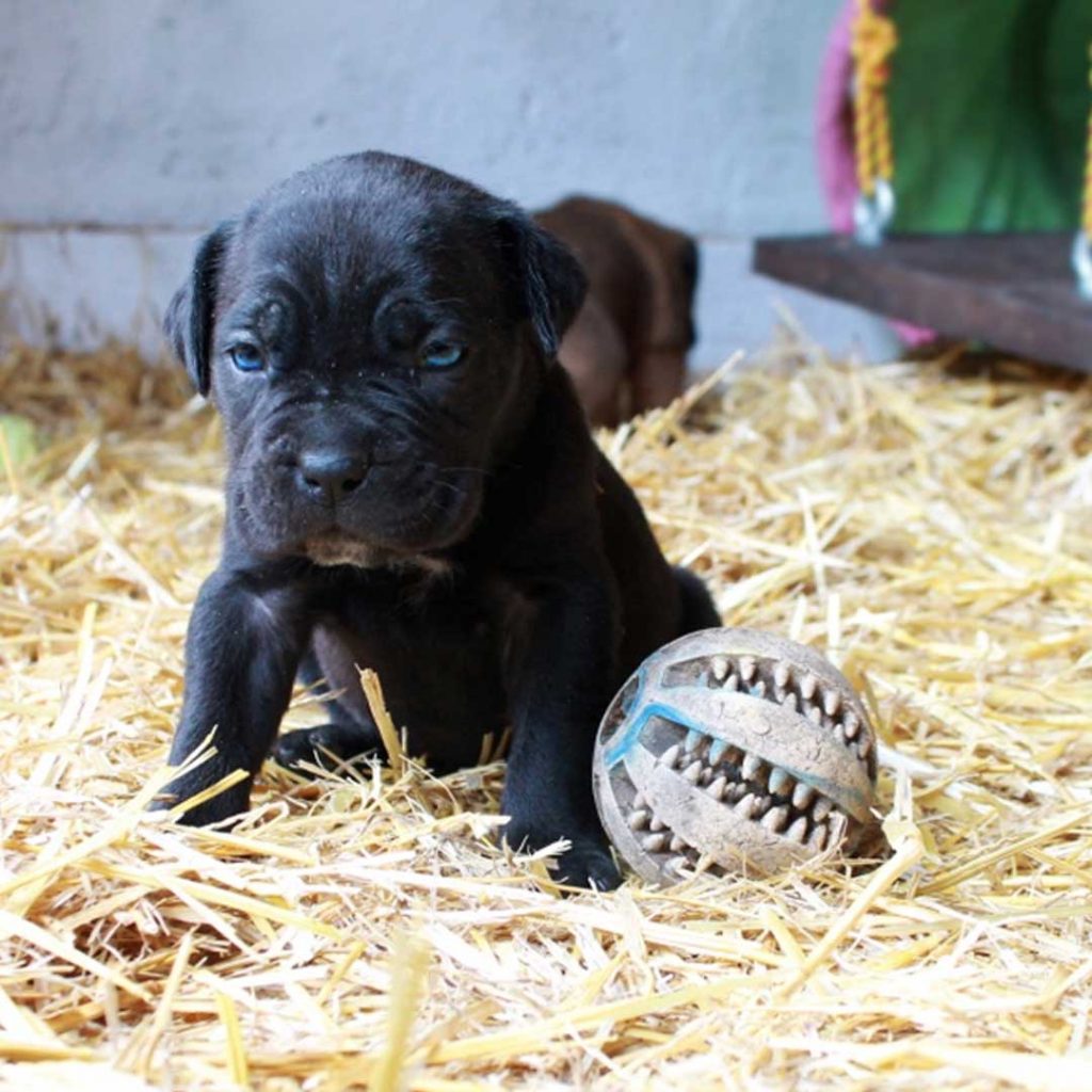 ejercicio cachorro cane corso