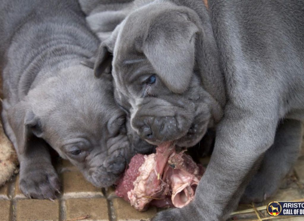 comida cachorro cane corso
