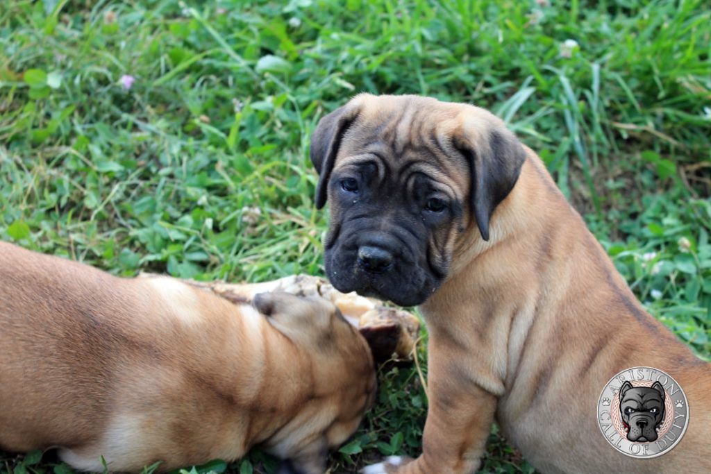 Entendiendo los Instintos Caninos: Guía para Adiestramiento de perros