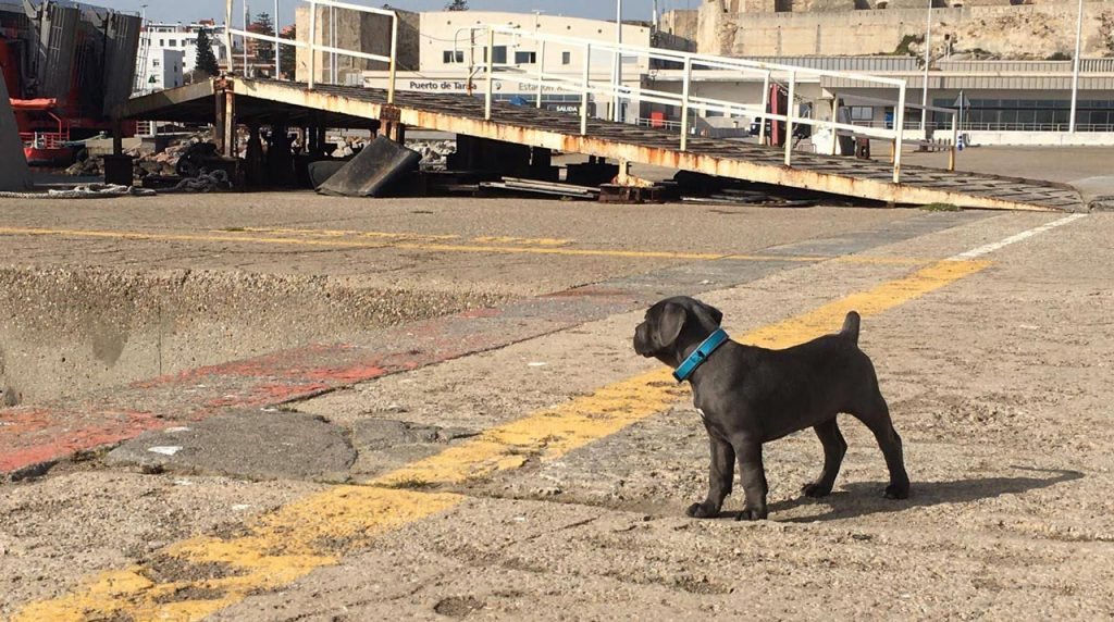 Adiestramiento Cane Corso