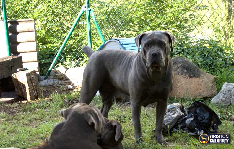 Guía Completa para Enseñar a un Cachorro a Andar con la Correa