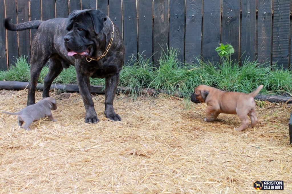 Fórmula de alimentación correcta por etapas. Perros molosos, Cane Corso