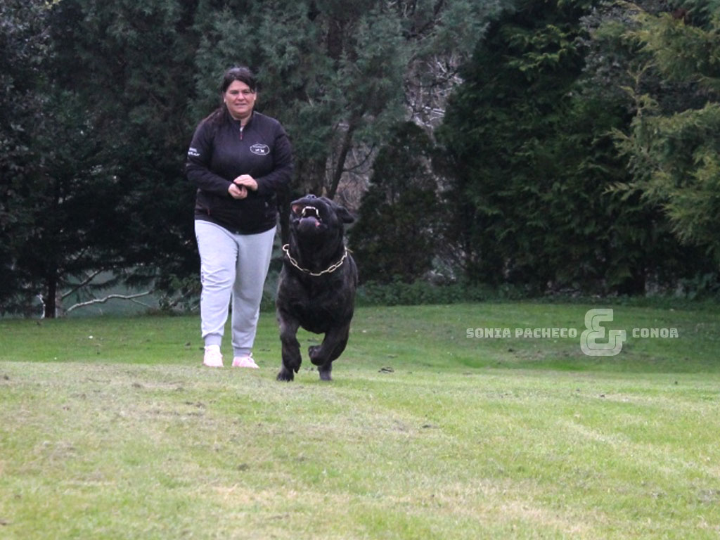 ejercicio cachorro cane corso