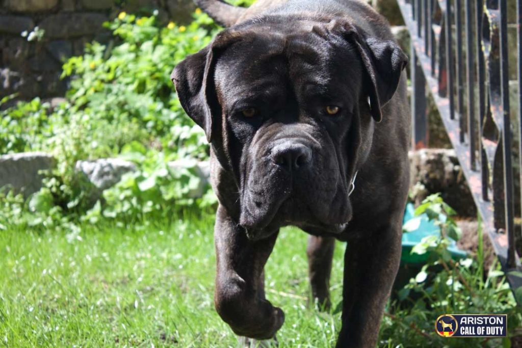 La selección de un cachorro de Cane Corso