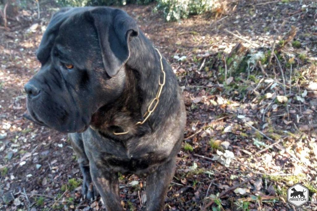Los Innumerables Beneficios de Criar a un cachorro de Cane Corso Italiano en una Familia con Niños