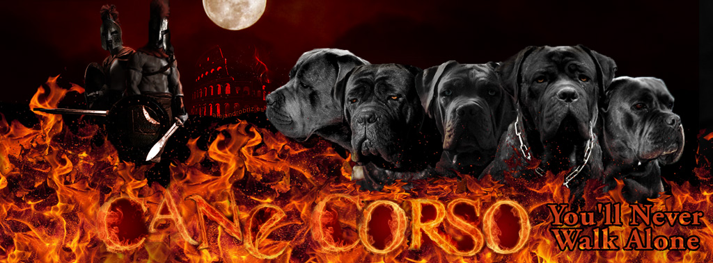 El Cane Corso Italiano: Un Compañero Ideal para Mujeres Jóvenes y Solteras en Tiempos de Inseguridad