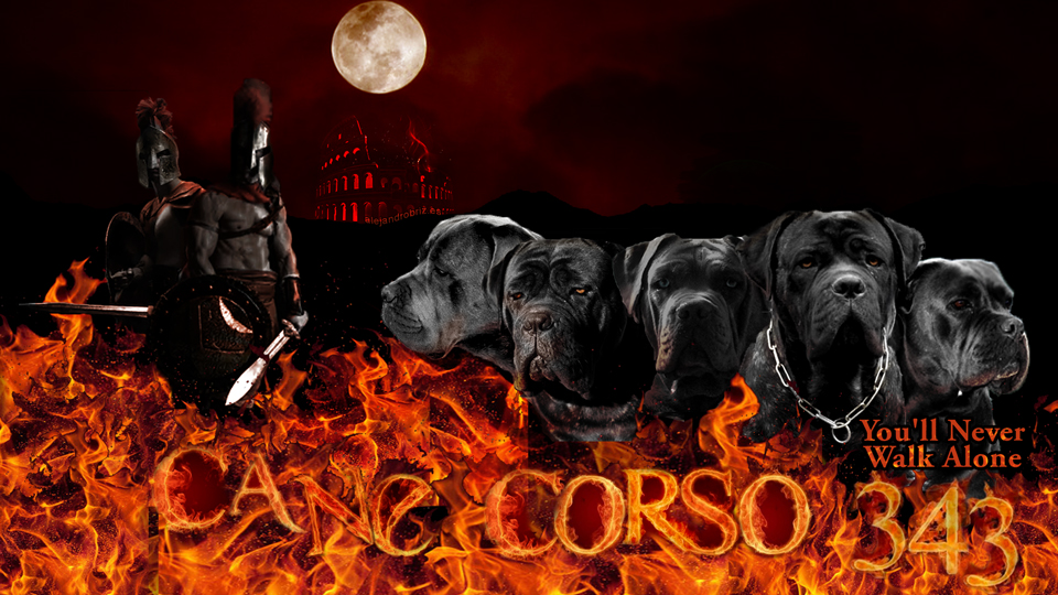 Descubriendo cómo el juego influye en el desarrollo y comportamiento de los perros, incluyendo los Cane Corso.