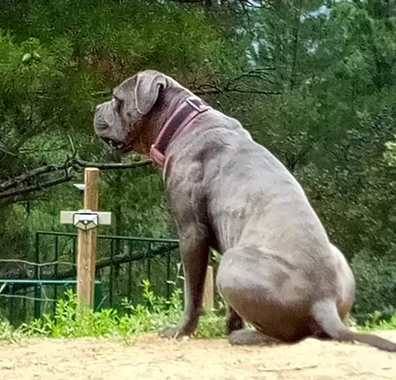 Cane Corso Ingrid