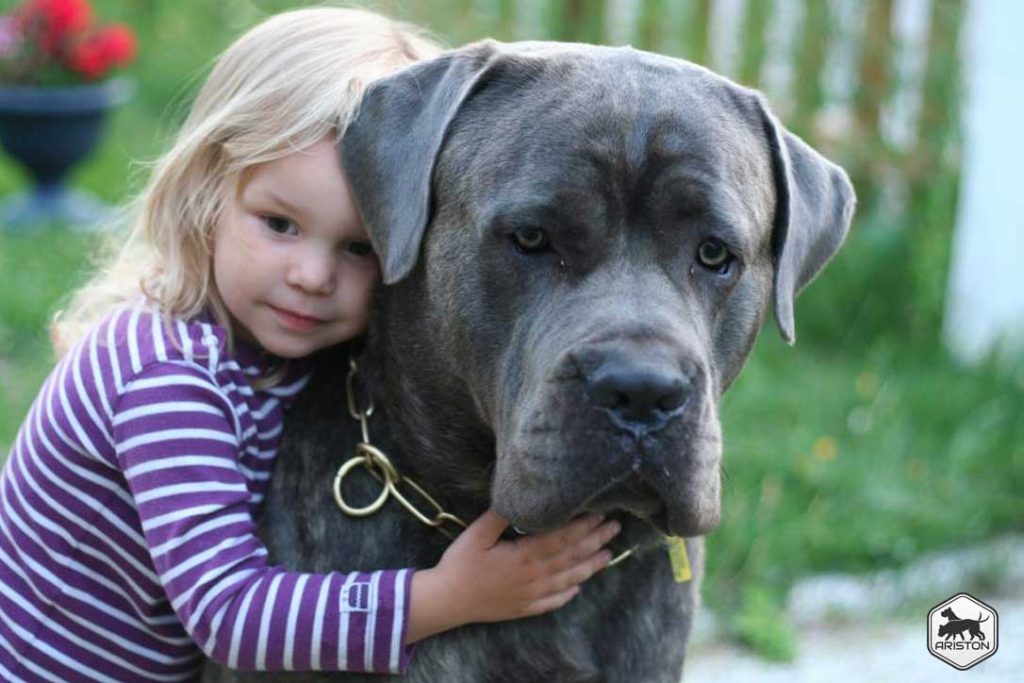 Cane Corso Italiano Ariston Call of Duty