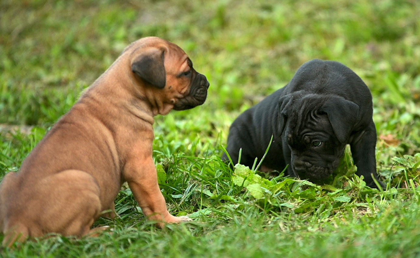 Cómo elegir un Cane Corso: por qué el color es el peor criterio de selección
