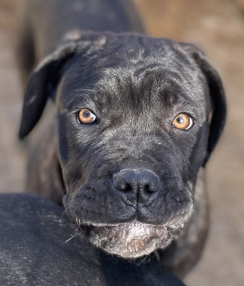 Cachorros de Cane Corso de diferentes colores