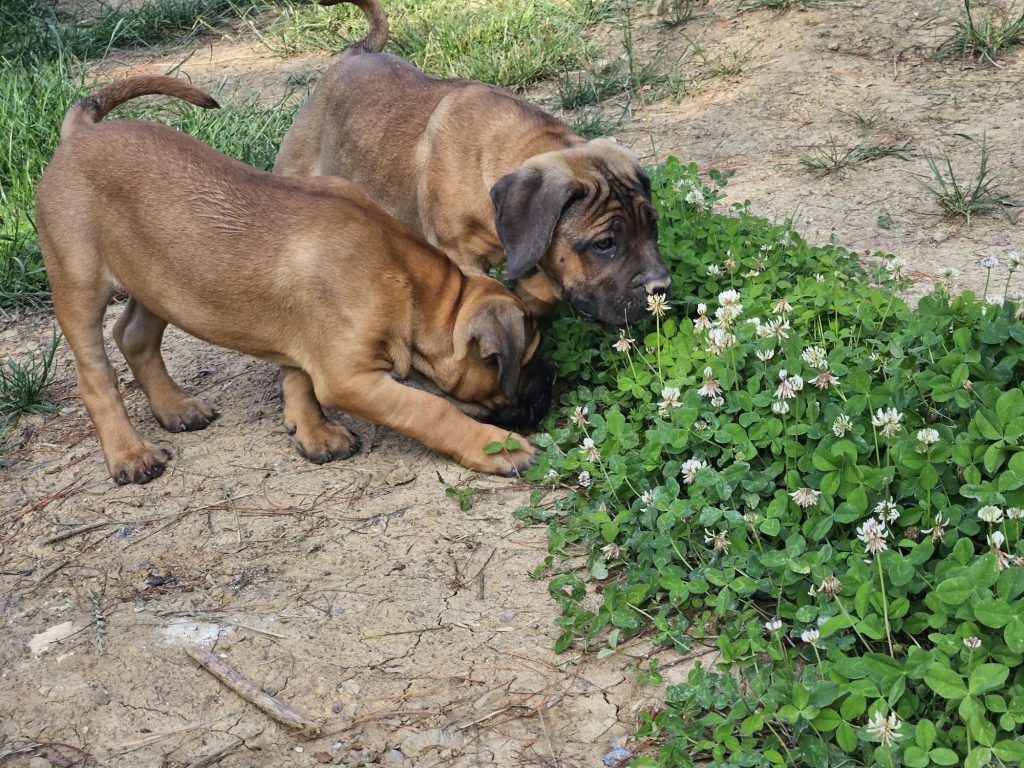 Perros de Búsqueda y Rescate (BYR): Los Héroes de Cuatro Patas en Acción