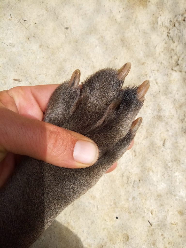 Cómo Realizar el Corte de Uñas en Perros: Guía Completa