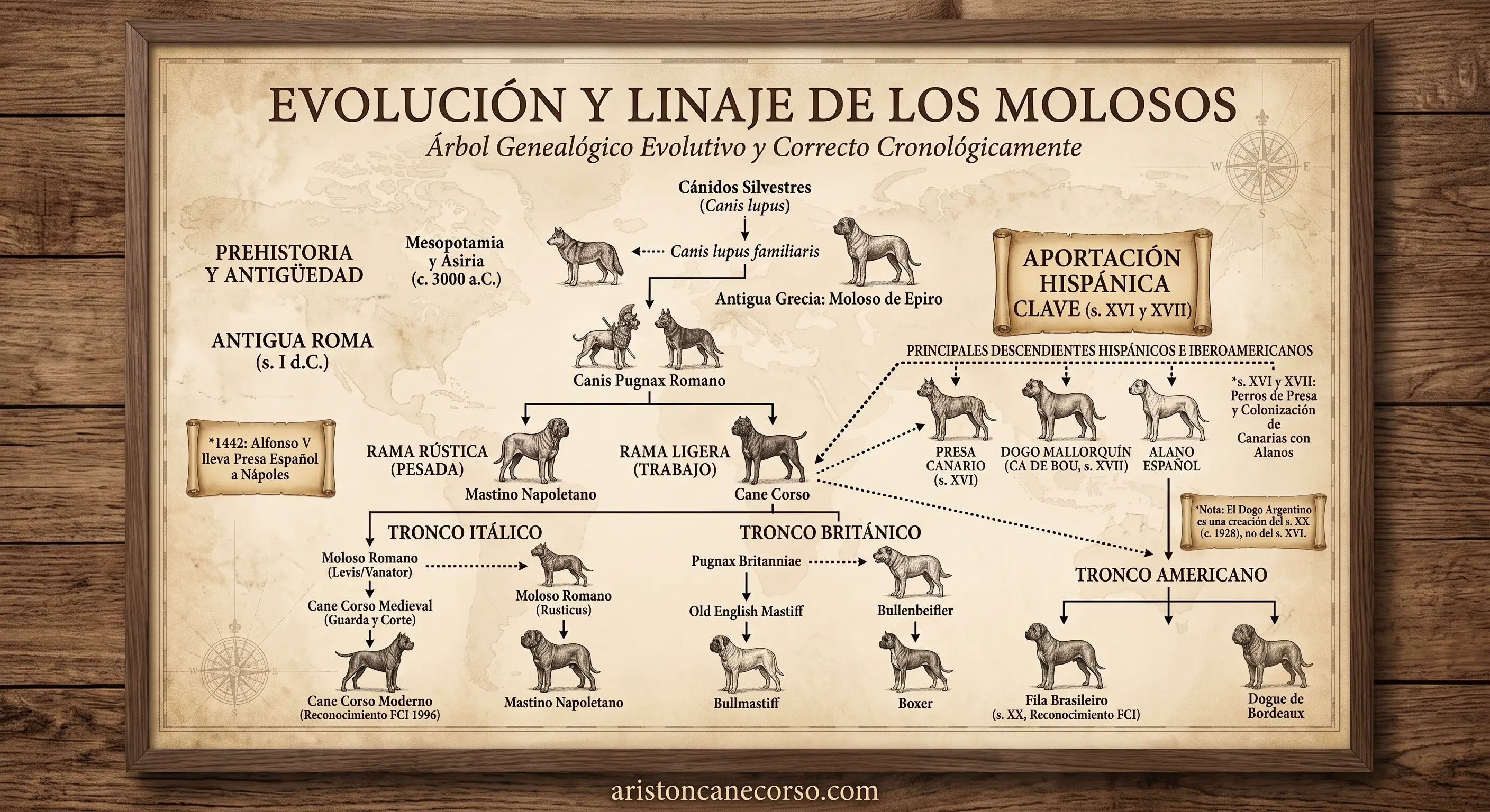 Árbol genealógico evolutivo y cronológico del Cane Corso y los molosos