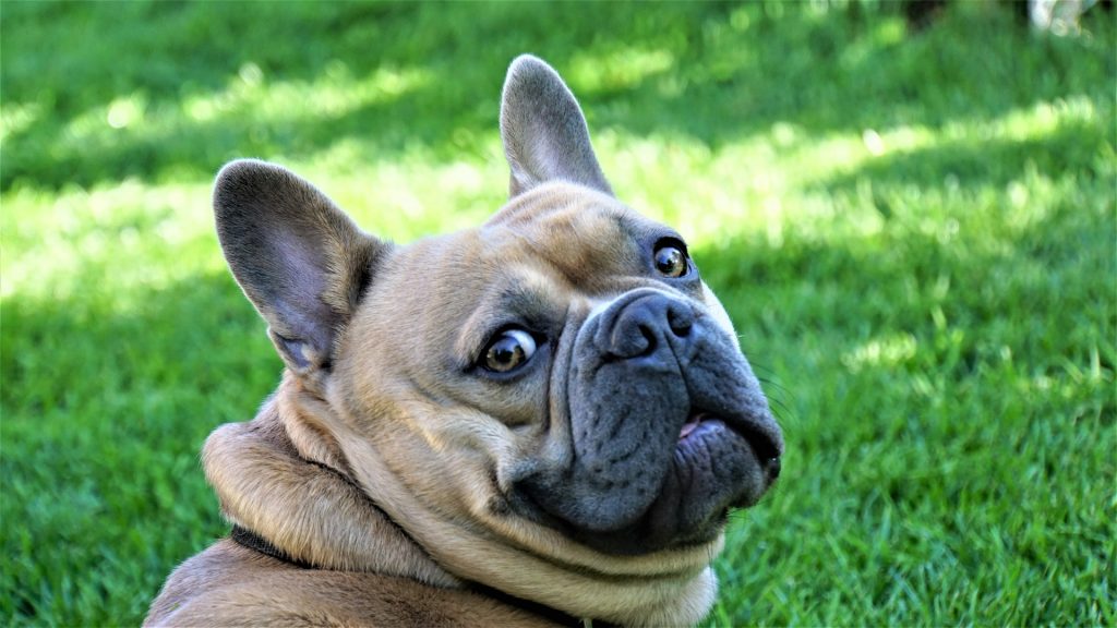 8 señales de miedo en los perros