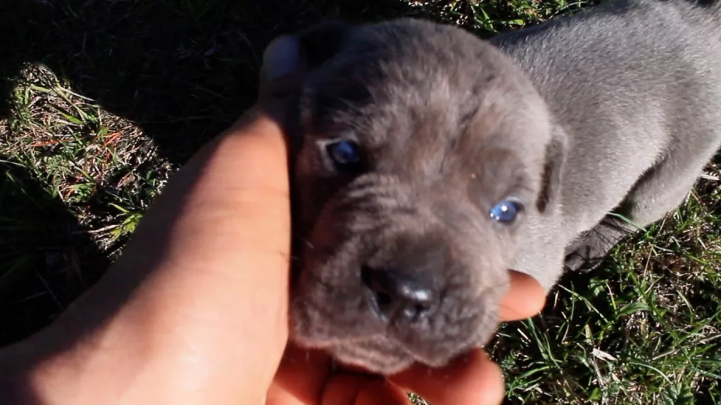 La Magia de la Oxitocina: Cómo los Vínculos Afectivos Entre Perros y Personas Fortalecen Nuestra Relación