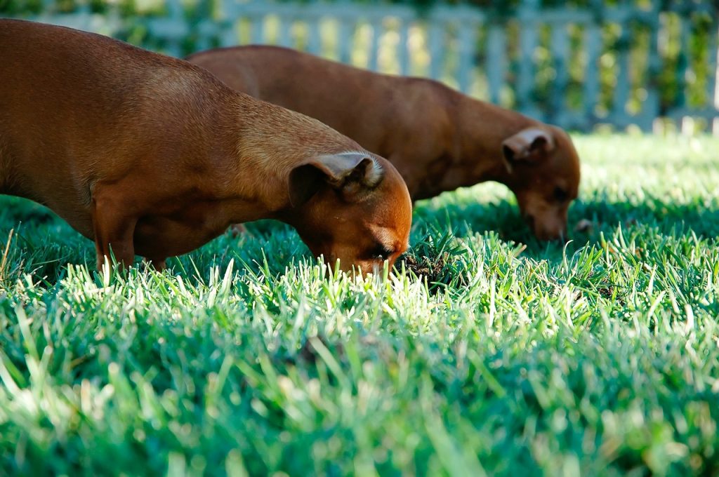 Por qué los perros comen hierba